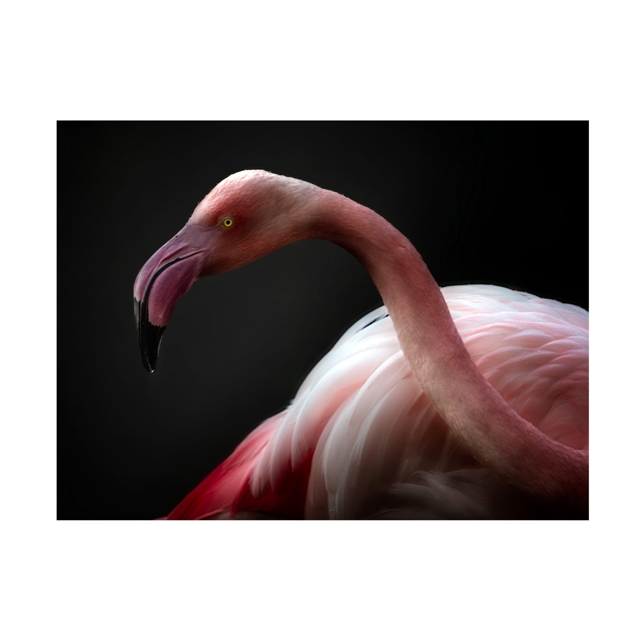 Trademark Fine Art Santiago Pascual Buye Flamingo Portrait Canvas Wall Art