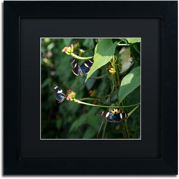Trademark Fine Art "Sara Longwing Butterflies" Canvas Art by Kurt Shaffer, Black Matte, Black Frame