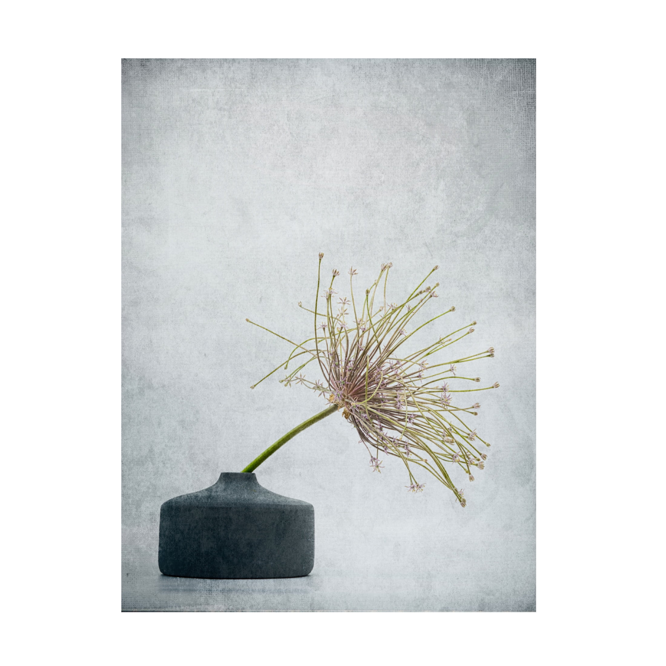 Trademark Fine Art Saskia Dingemans Simple Comme Bonjour Canvas Wall Art