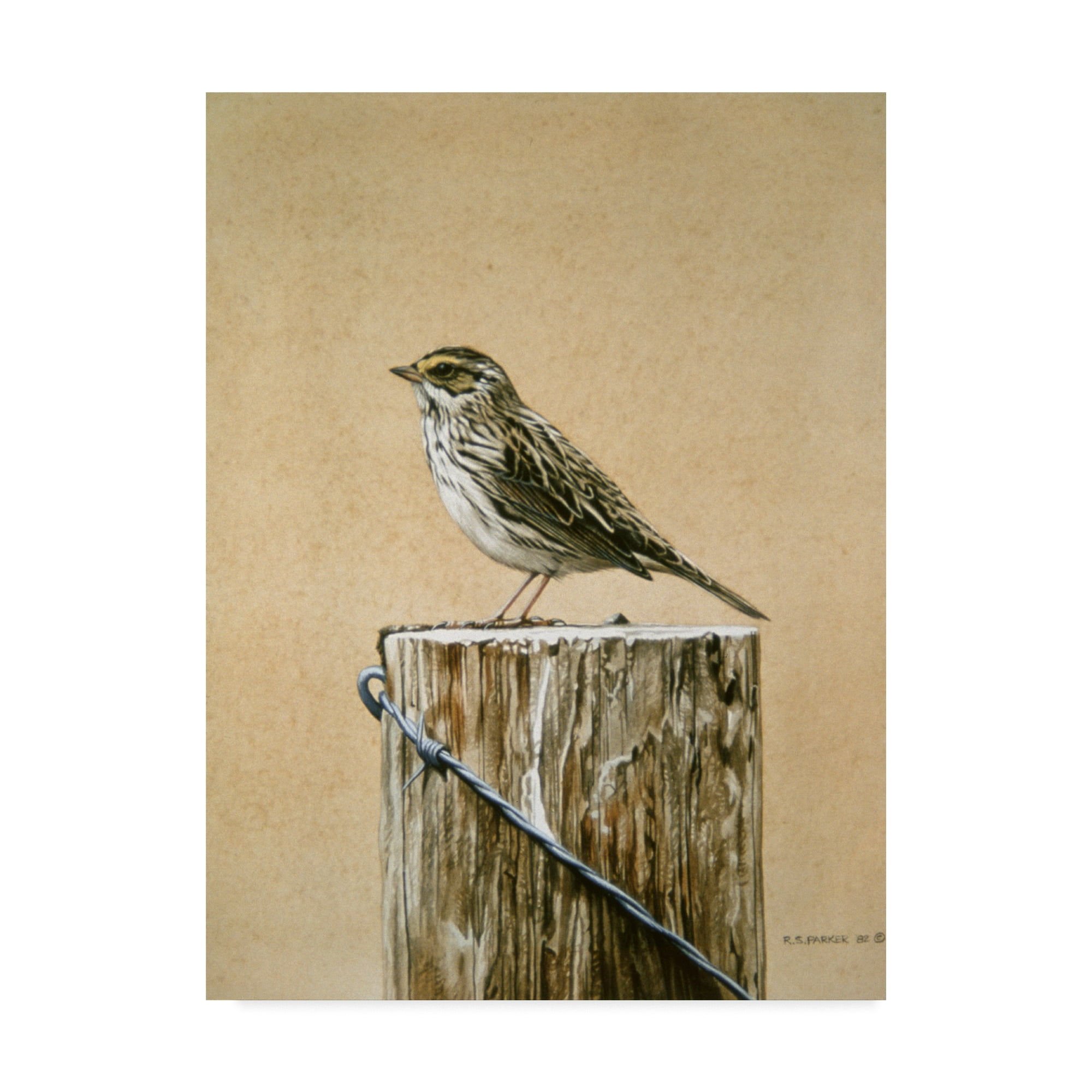 Trademark Fine Art 'Savannah Sparrow' Canvas Art by Ron Parker