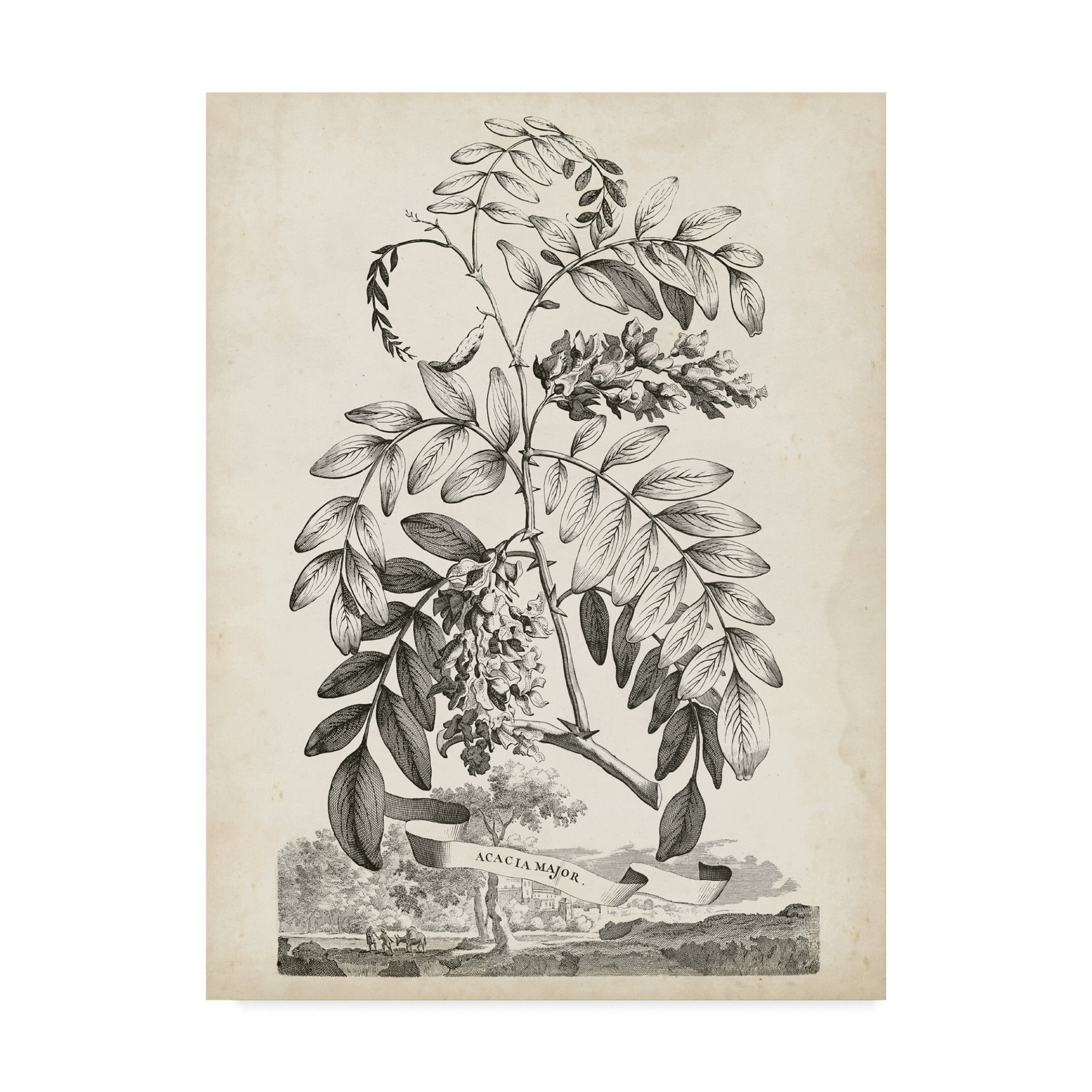 Trademark Fine Art 'Scenic Botanical I' Canvas Art by Abraham Munting