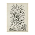 thumbnail image 1 of Trademark Fine Art 'Scenic Botanical IV' Canvas Art by Abraham Munting, 1 of 4