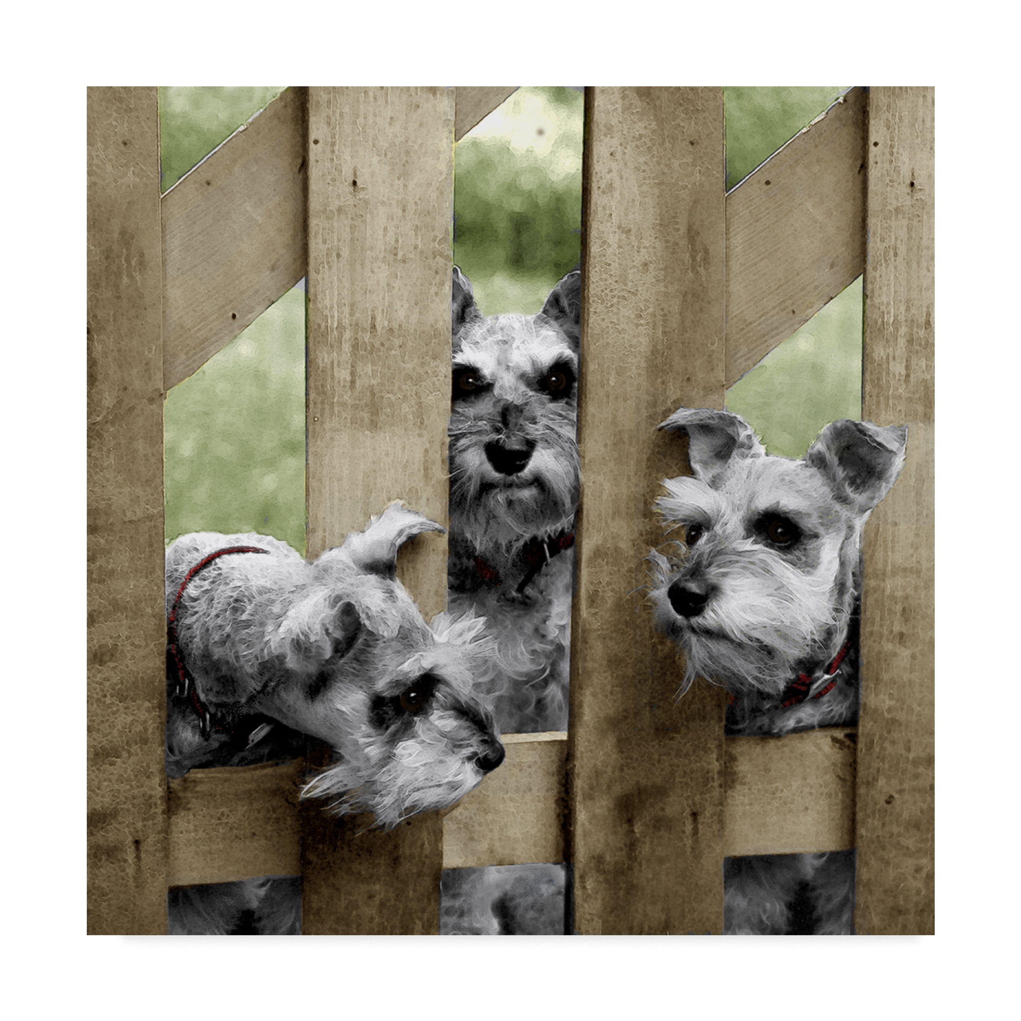 Trademark Fine Art 'Schnauzers' Canvas Art by Sharon Forbes