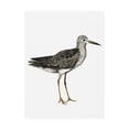 thumbnail image 1 of Trademark Fine Art 'Sea Bird Iii' Canvas Art by Grace Popp, 1 of 3