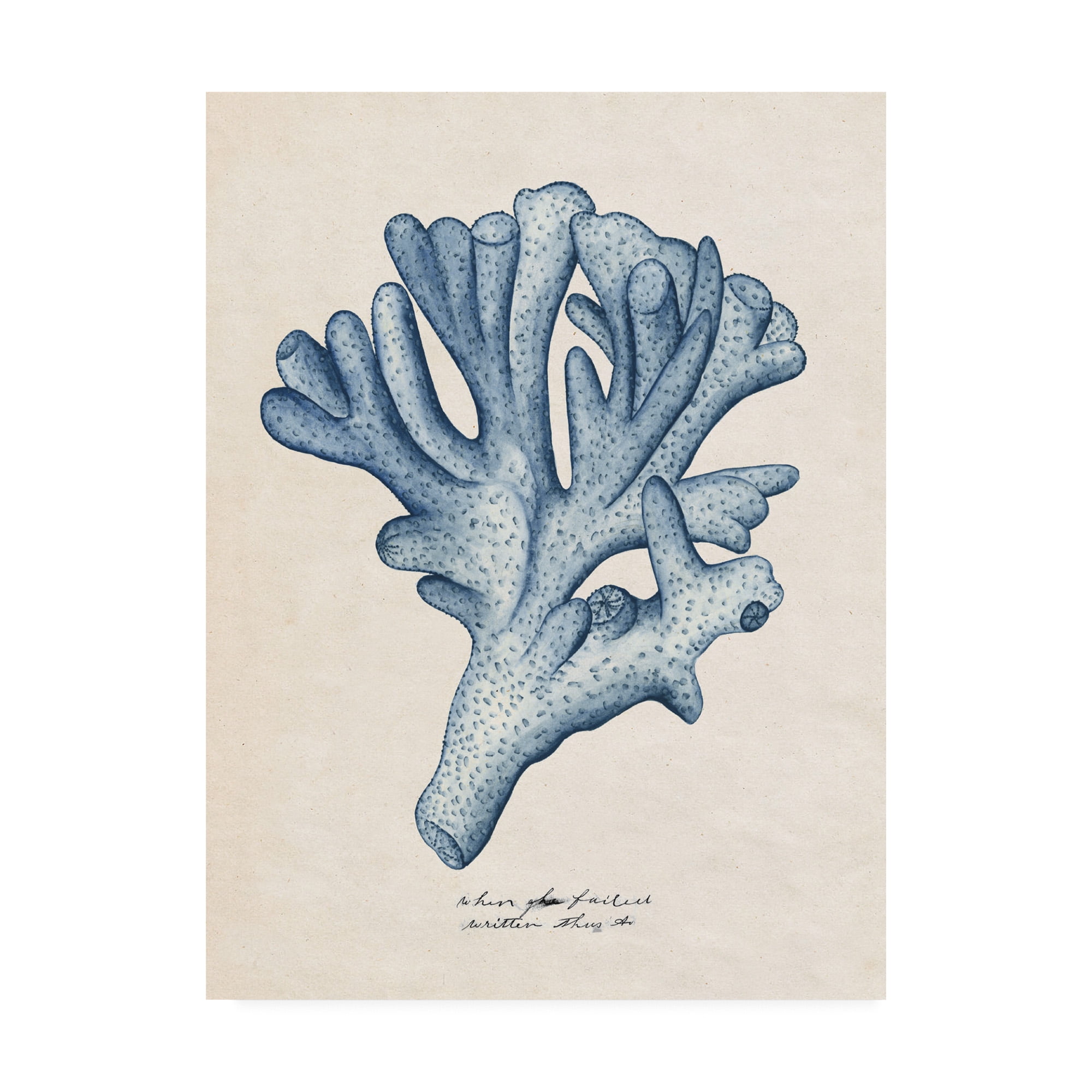 Trademark Fine Art 'Sea Coral Study I' Canvas Art by Melissa Wang