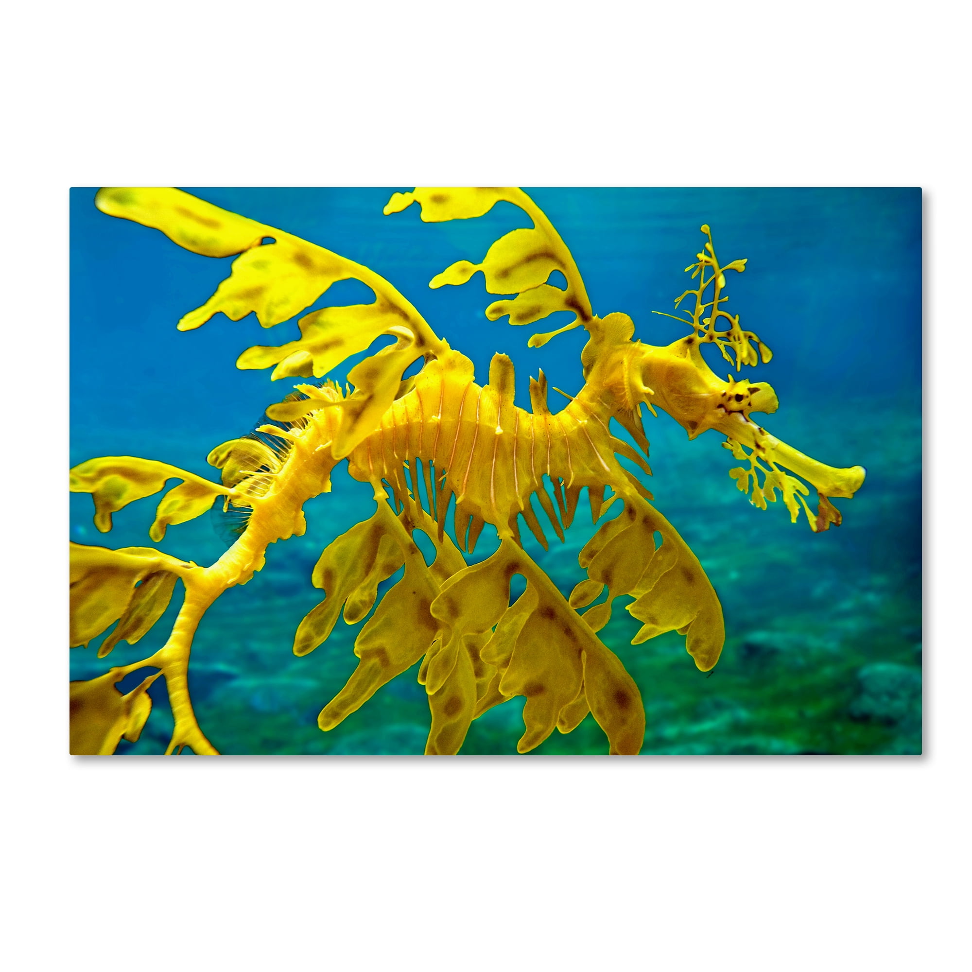 Trademark Fine Art 'Sea Dragon' Canvas Art by Mike Jones Photo