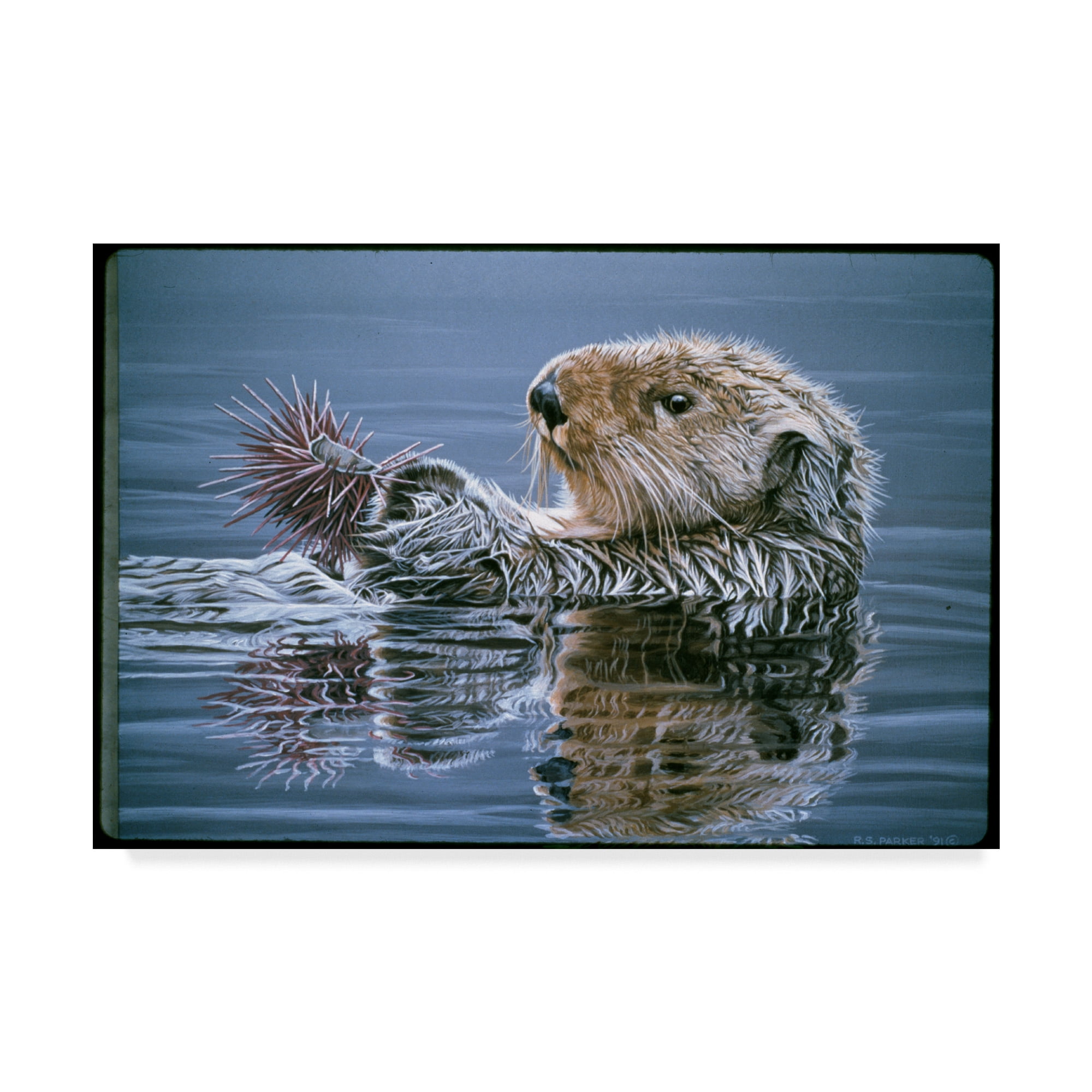 Trademark Fine Art 'Sea Otter With Urchin' Canvas Art by Ron Parker