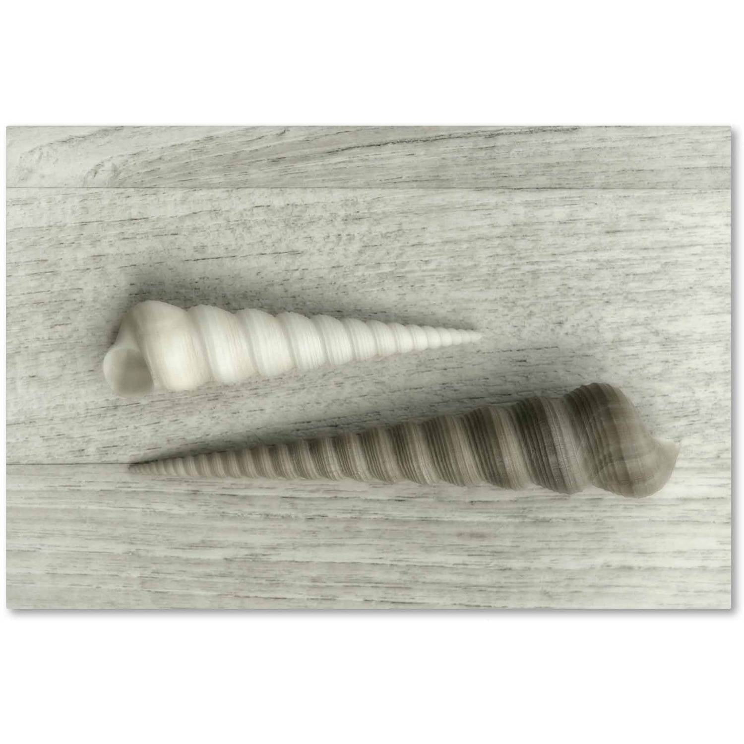 Trademark Fine Art 'Sea Snail Shells' Canvas Art by Cora Niele