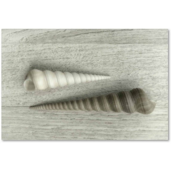 Trademark Fine Art 'Sea Snail Shells' Canvas Art by Cora Niele