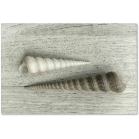 Trademark Fine Art 'Sea Snail Shells' Canvas Art by Cora Niele