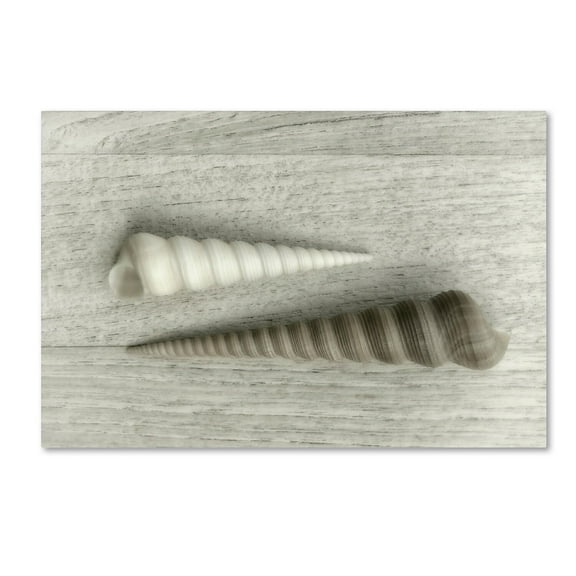 Trademark Fine Art 'Sea Snail Shells' Canvas Art by Cora Niele