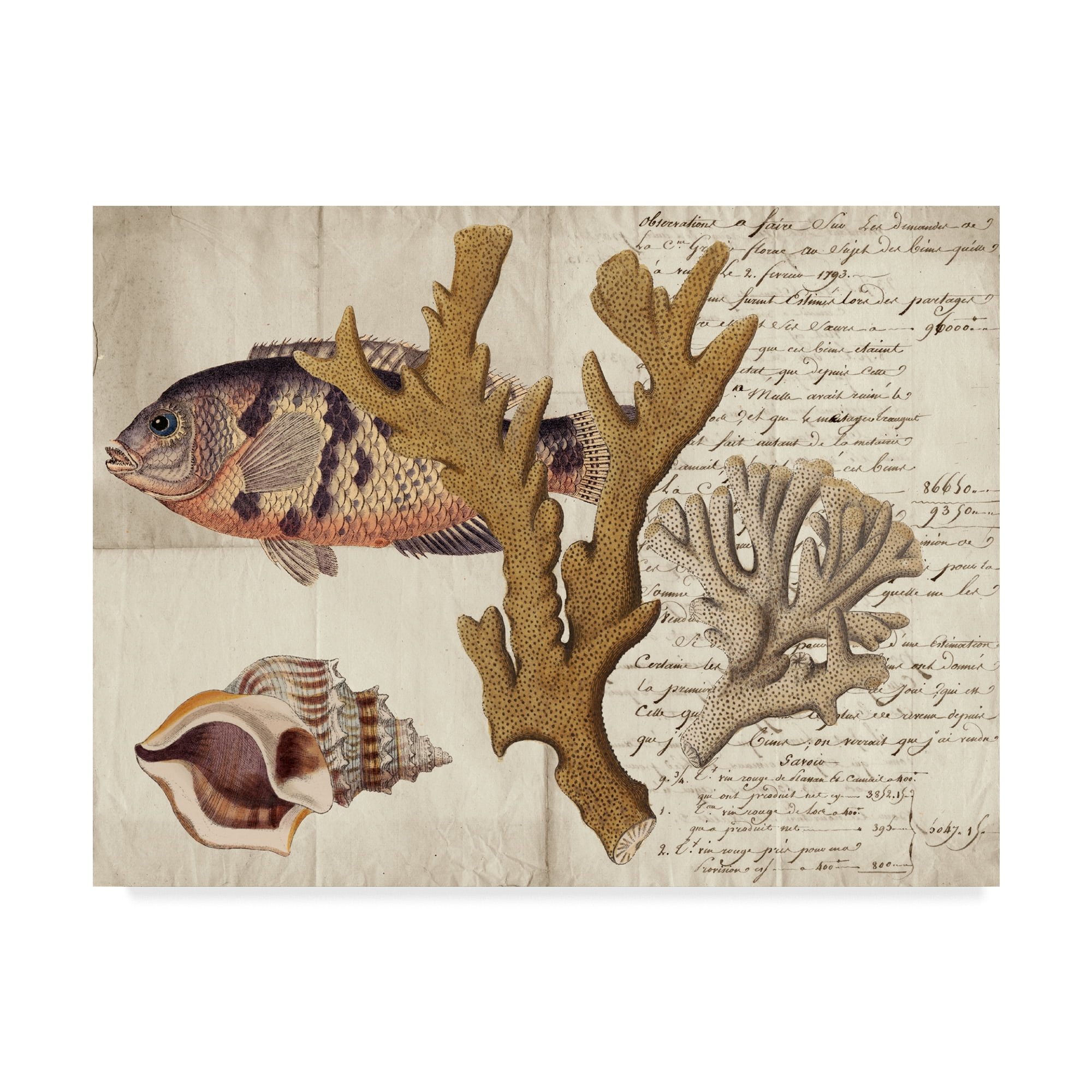 Trademark Fine Art 'Sea life Journal I' Canvas Art by Vision Studio