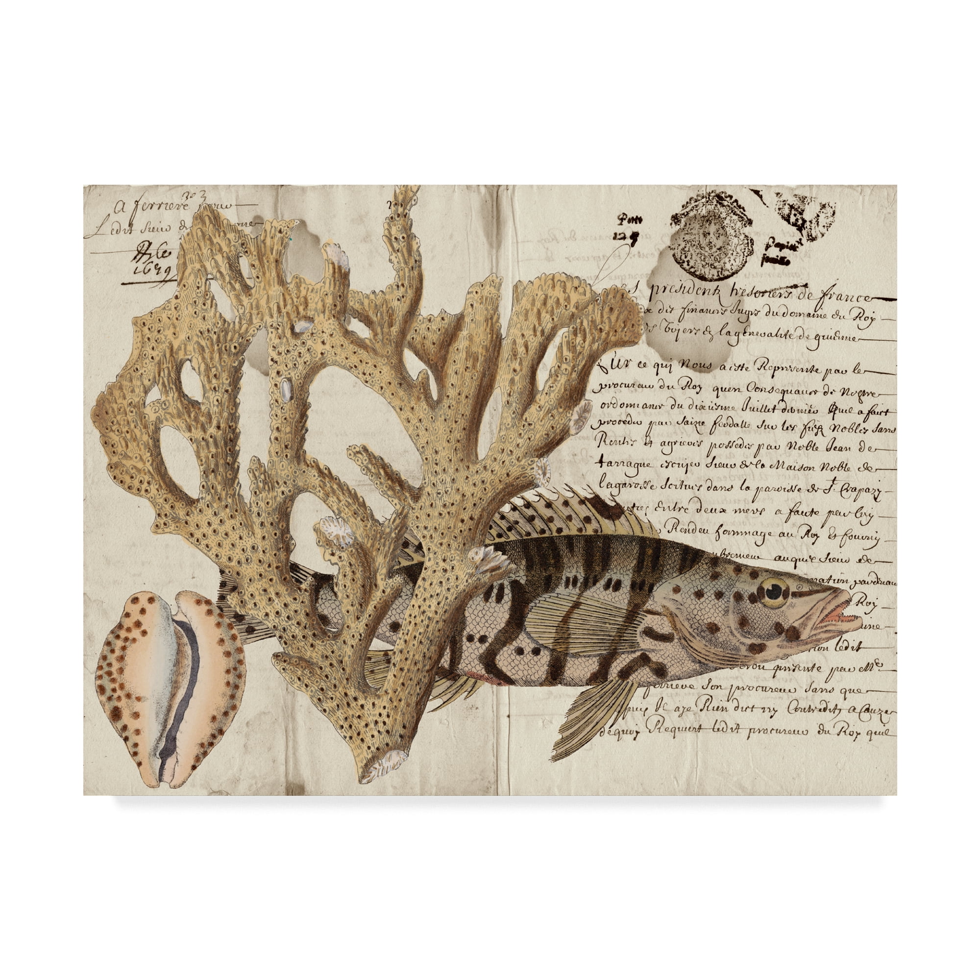 Trademark Fine Art 'Sea life Journal II' Canvas Art by Vision Studio