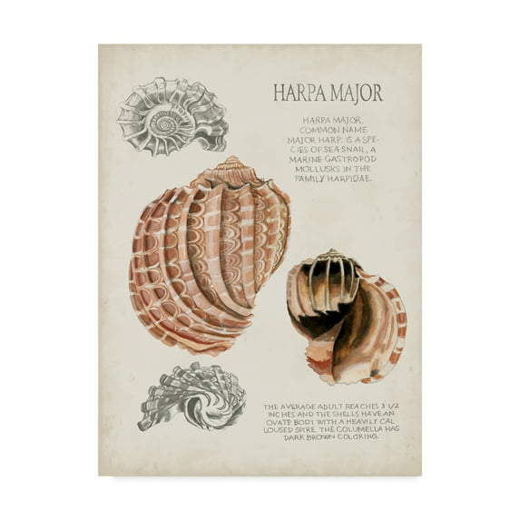 Trademark Fine Art 'Seashell Field Notes II' Canvas Art by Naomi McCavitt