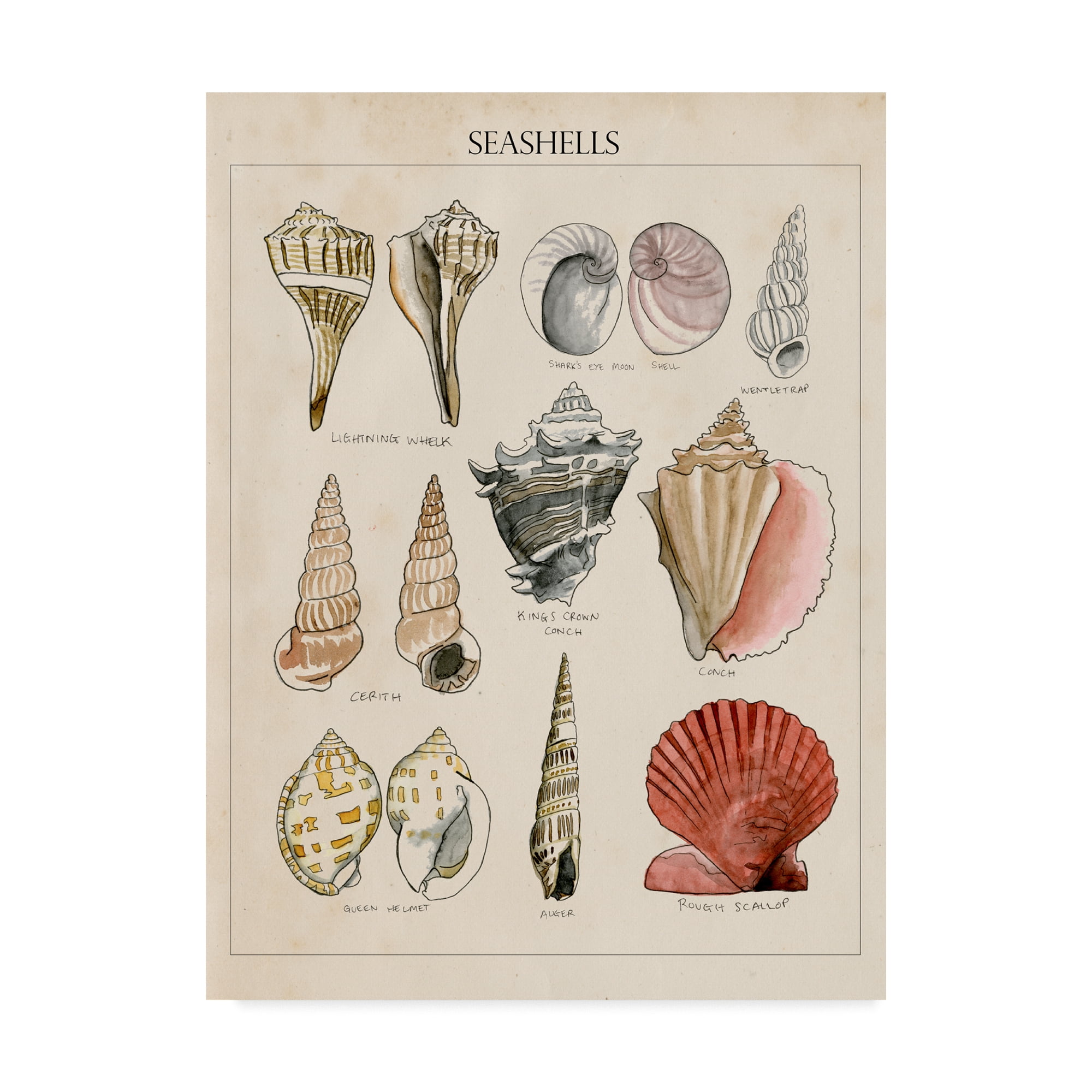Trademark Fine Art 'Seashell Sketch II' Canvas Art by Naomi McCavitt
