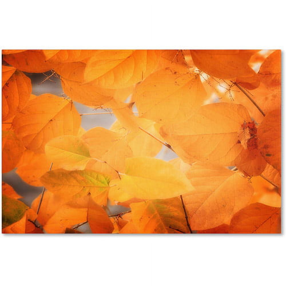 Trademark Fine Art "Seasonal Leaves" Canvas Art by Philippe Sainte-Laudy