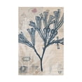thumbnail image 1 of Trademark Fine Art 'Seaweed Arrangement III' Canvas Art by Vision Studio, 1 of 4