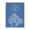 thumbnail image 1 of Trademark Fine Art 'Seaweed Cyanotype III' Canvas Art by Vision Studio, 1 of 4