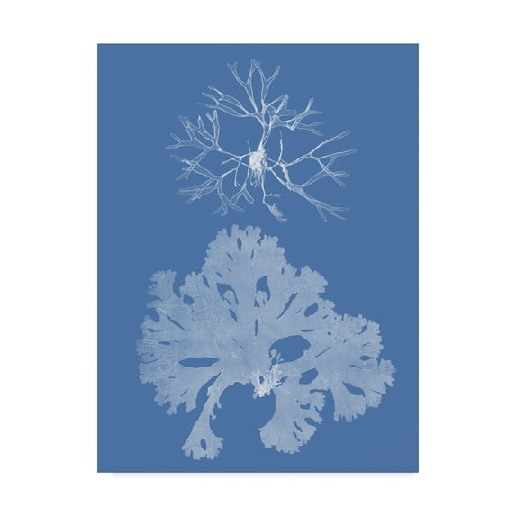Trademark Fine Art 'Seaweed Cyanotype III' Canvas Art by Vision Studio
