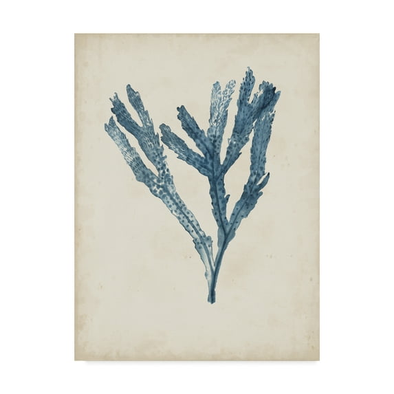 Trademark Fine Art 'Seaweed Specimens I' Canvas Art by Naomi McCavitt