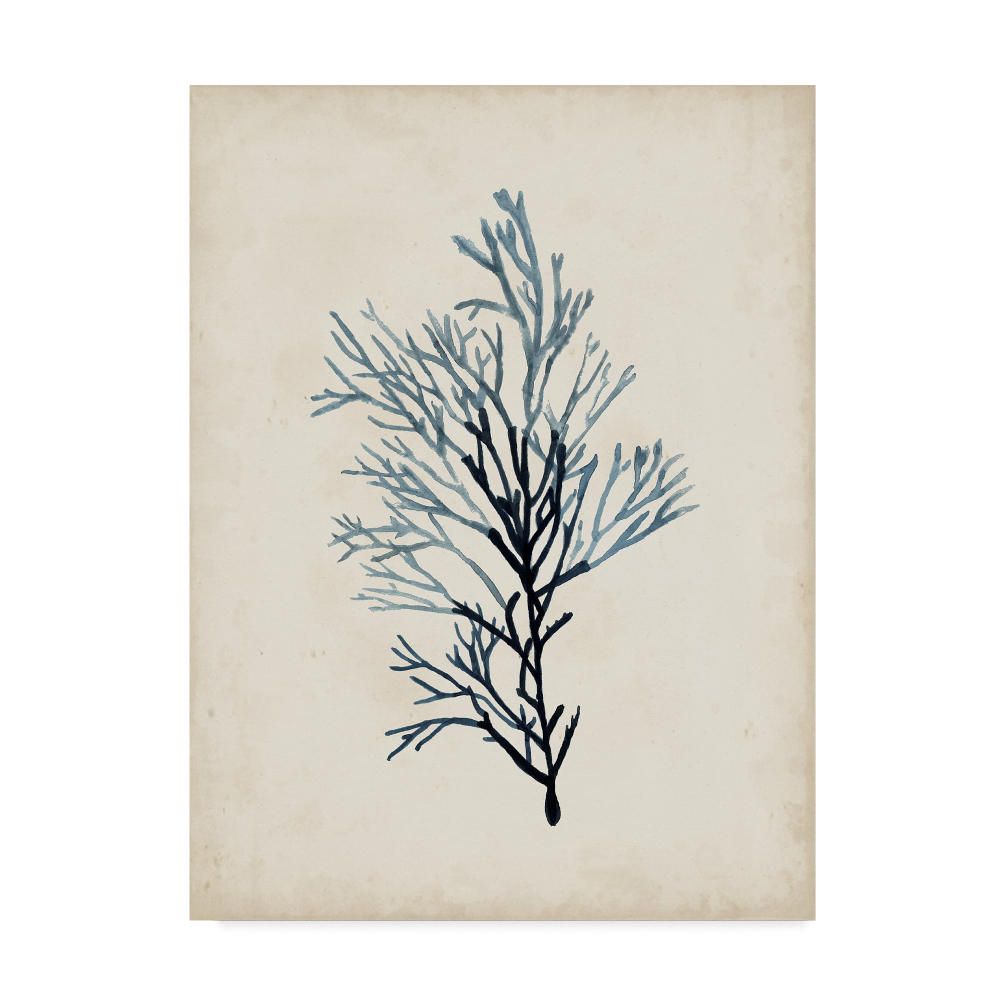 Trademark Fine Art 'Seaweed Specimens IV' Canvas Art by Naomi McCavitt