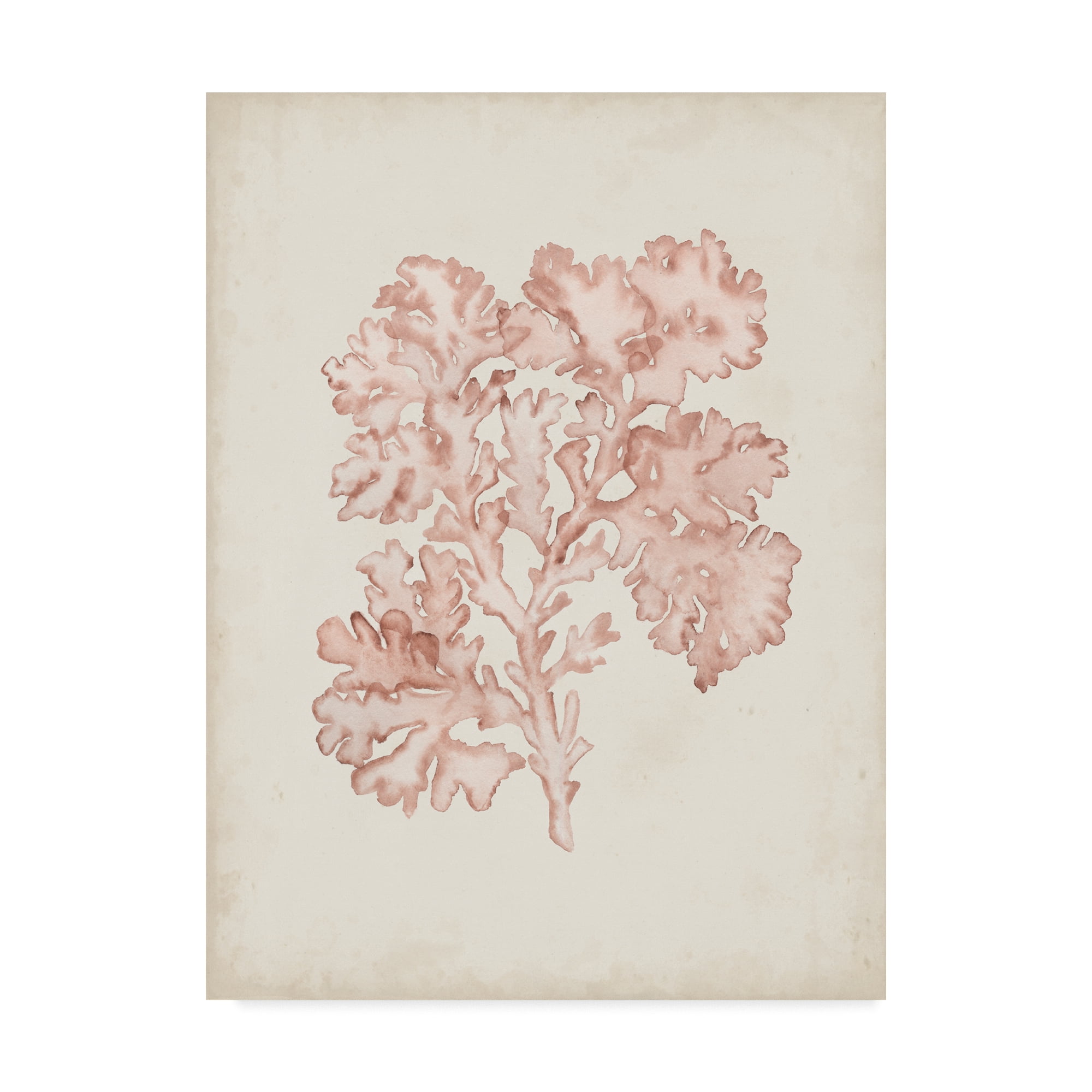Trademark Fine Art 'Seaweed Specimens VI' Canvas Art by Naomi McCavitt