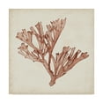 thumbnail image 1 of Trademark Fine Art 'Seaweed Specimens XIII' Canvas Art by Naomi McCavitt, 1 of 4