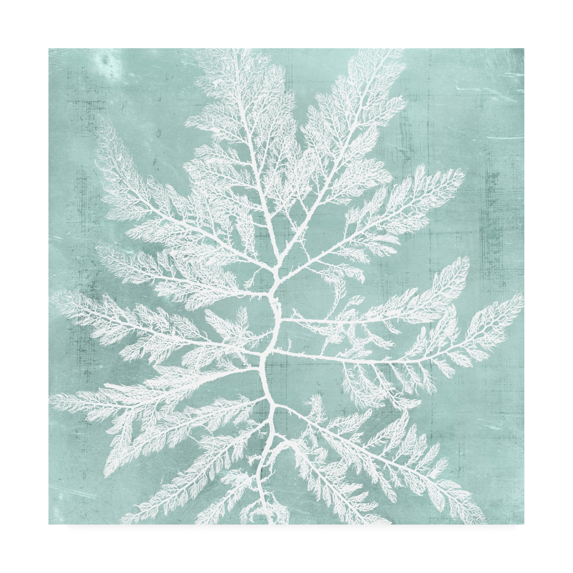 Trademark Fine Art 'Seaweed on Aqua I' Canvas Art by Vision Studio
