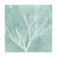 thumbnail image 1 of Trademark Fine Art 'Seaweed on Aqua VII' Canvas Art by Vision Studio, 1 of 3