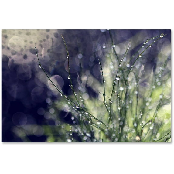 Trademark Fine Art "Secrets of Nature" Canvas Art by Beata Czyzowska Young