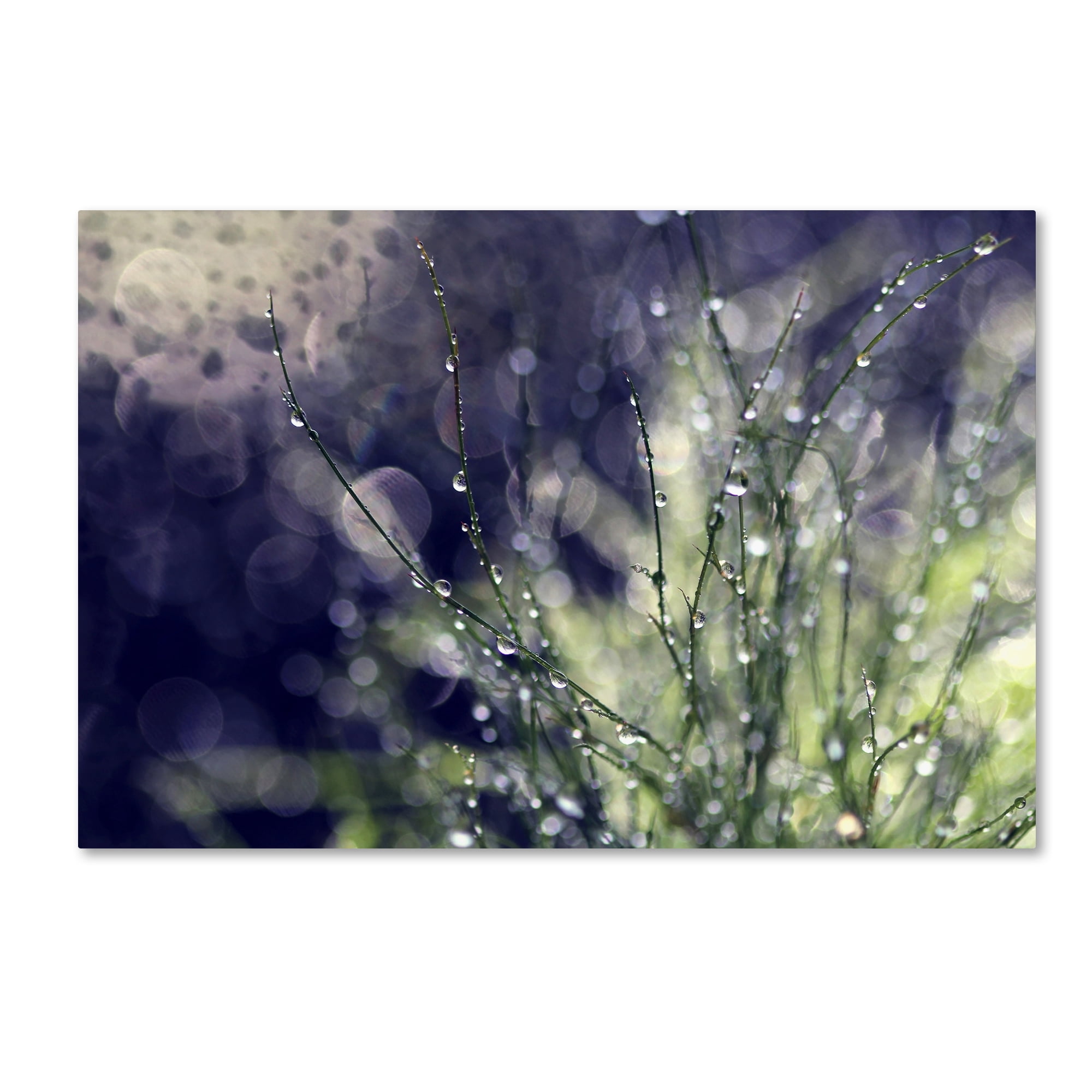 Trademark Fine Art "Secrets of Nature" Canvas Art by Beata Czyzowska Young
