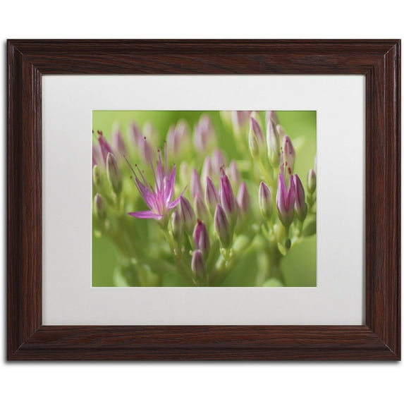 Trademark Fine Art "Seedum Detail" Canvas Art by Kurt Shaffer, White Matte, Wood Frame