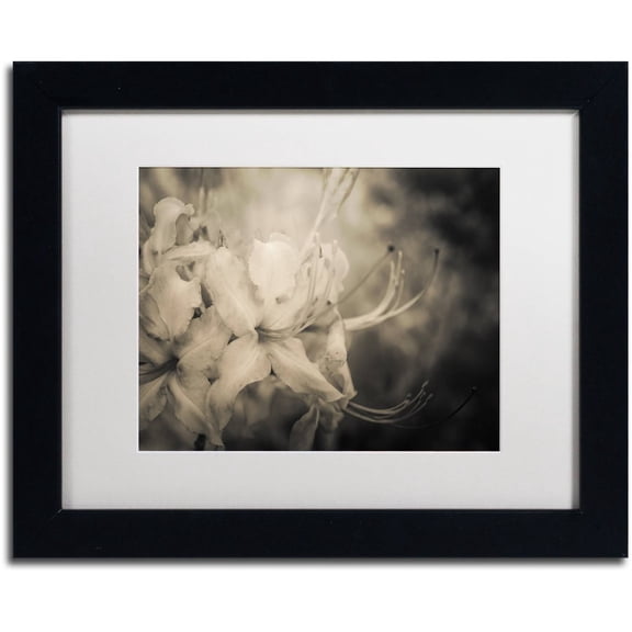 Trademark Fine Art 'Sepia Aged Rhododendron Blooms' Canvas Art by PIPA Fine Art, White Matte, Black Frame