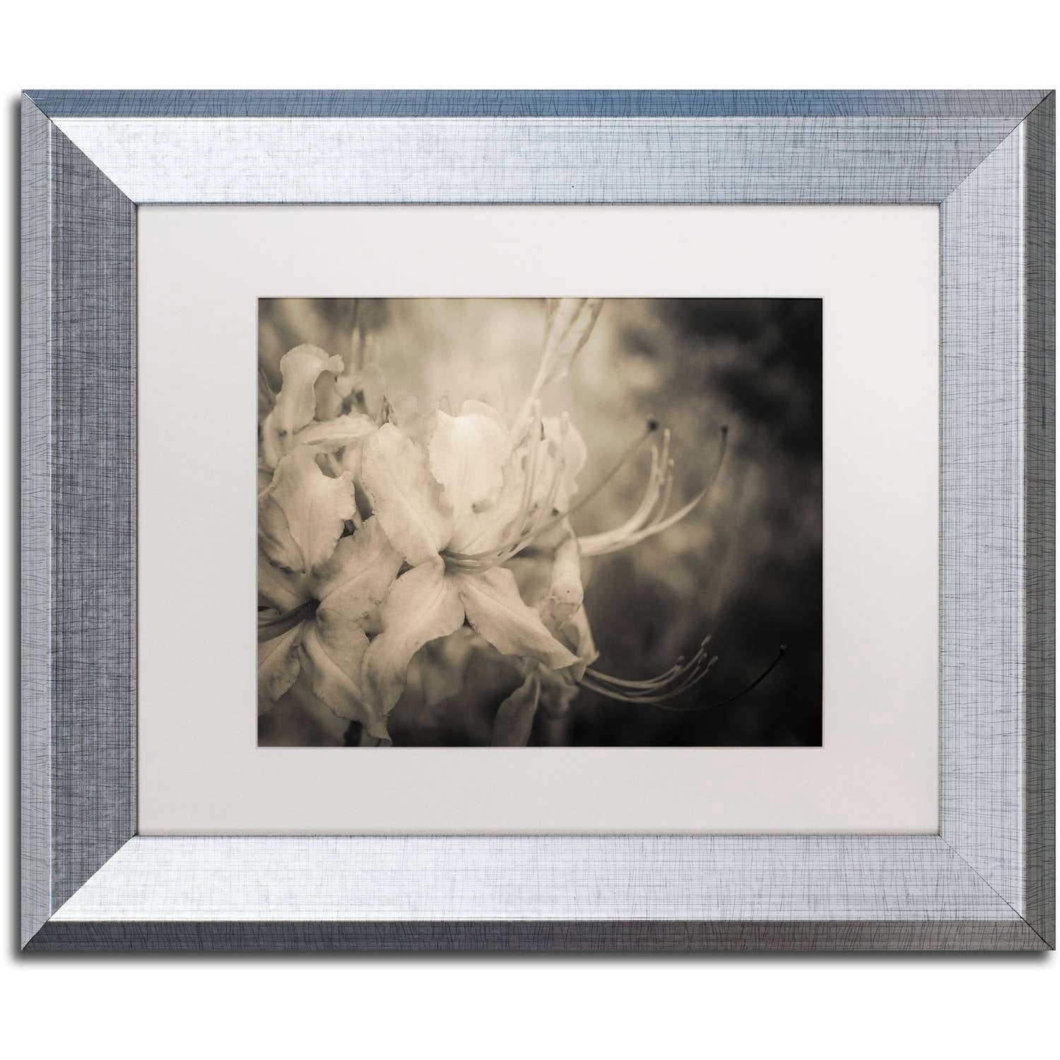 Trademark Fine Art 'Sepia Aged Rhododendron Blooms' Canvas Art by PIPA Fine Art, White Matte, Silver Frame