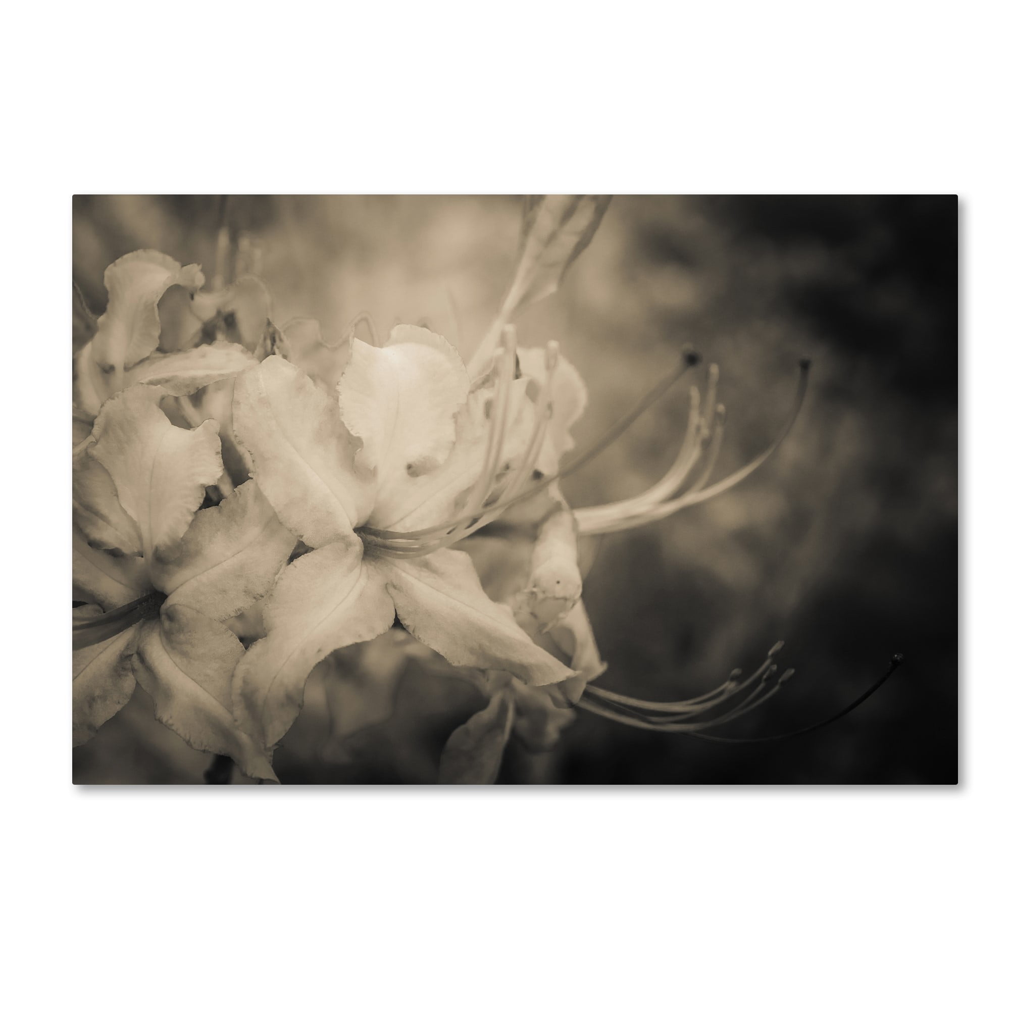 Trademark Fine Art 'Sepia Aged Rhododendron Blooms' Canvas Art by PIPA Fine Art