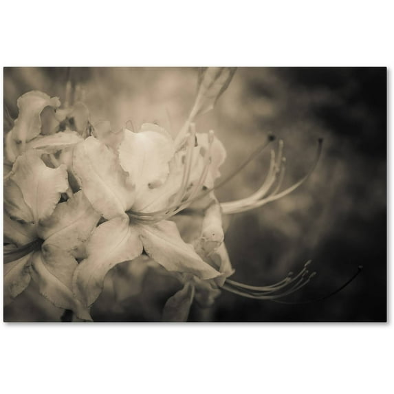 Trademark Fine Art 'Sepia Aged Rhododendron Blooms' Canvas Art by PIPA Fine Art