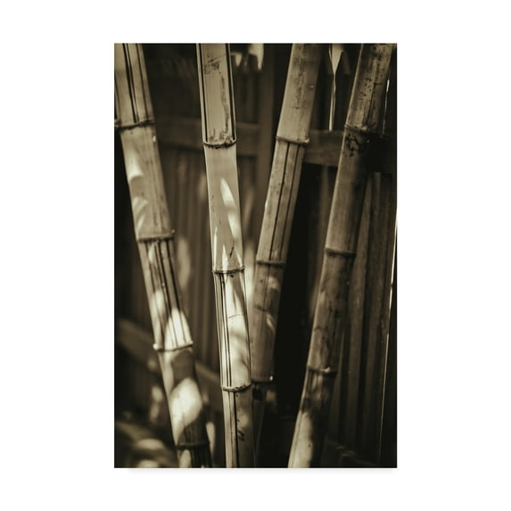 Trademark Fine Art 'Sepia Bamboos' Canvas Art by Philippe Sainte-Laudy