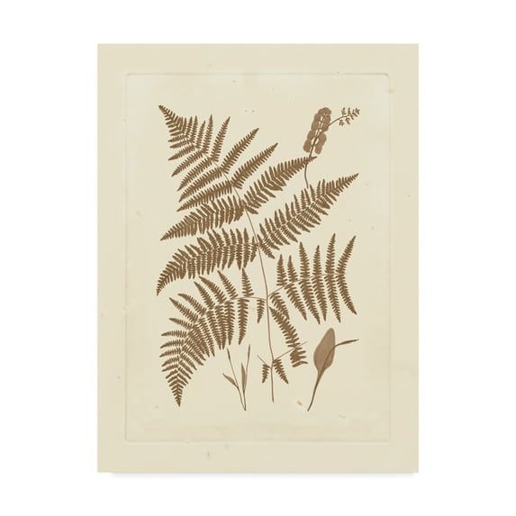 Trademark Fine Art 'Sepia Ferns I' Canvas Art by Vision Studio