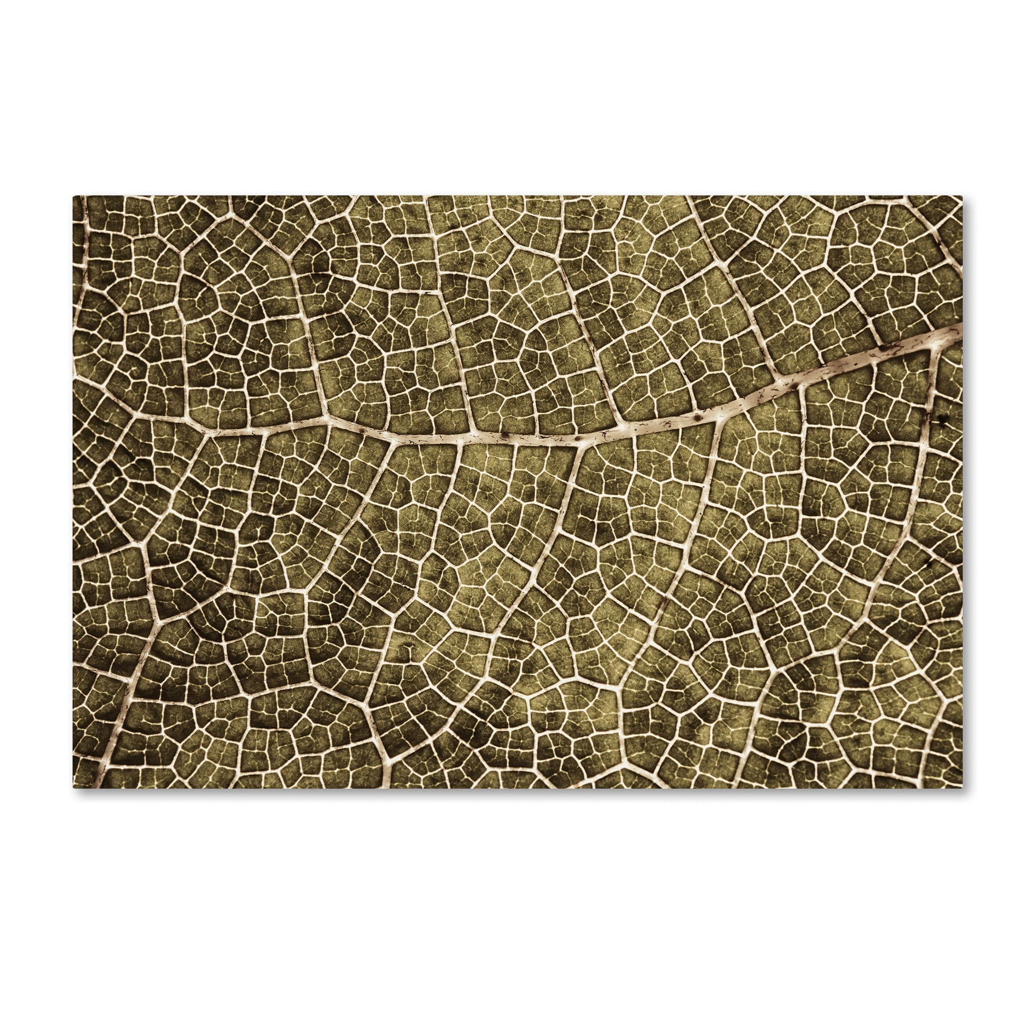 Trademark Fine Art 'Sepia Leaf Texture' Canvas Art by Cora Niele