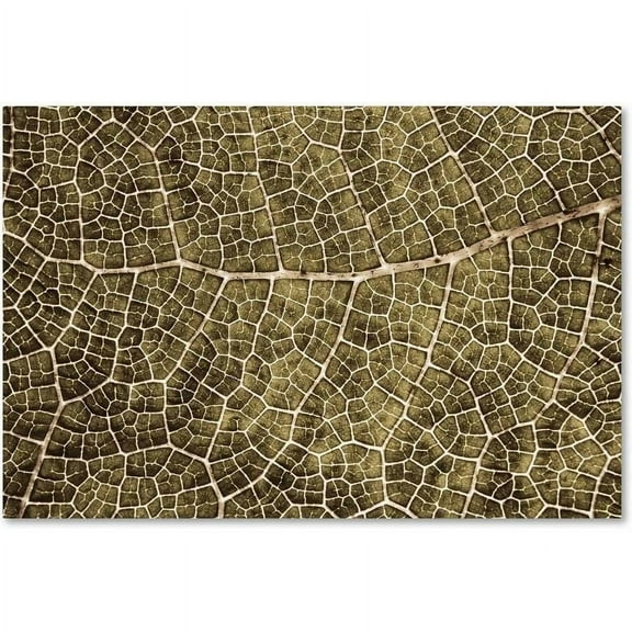 Trademark Fine Art 'Sepia Leaf Texture' Canvas Art by Cora Niele