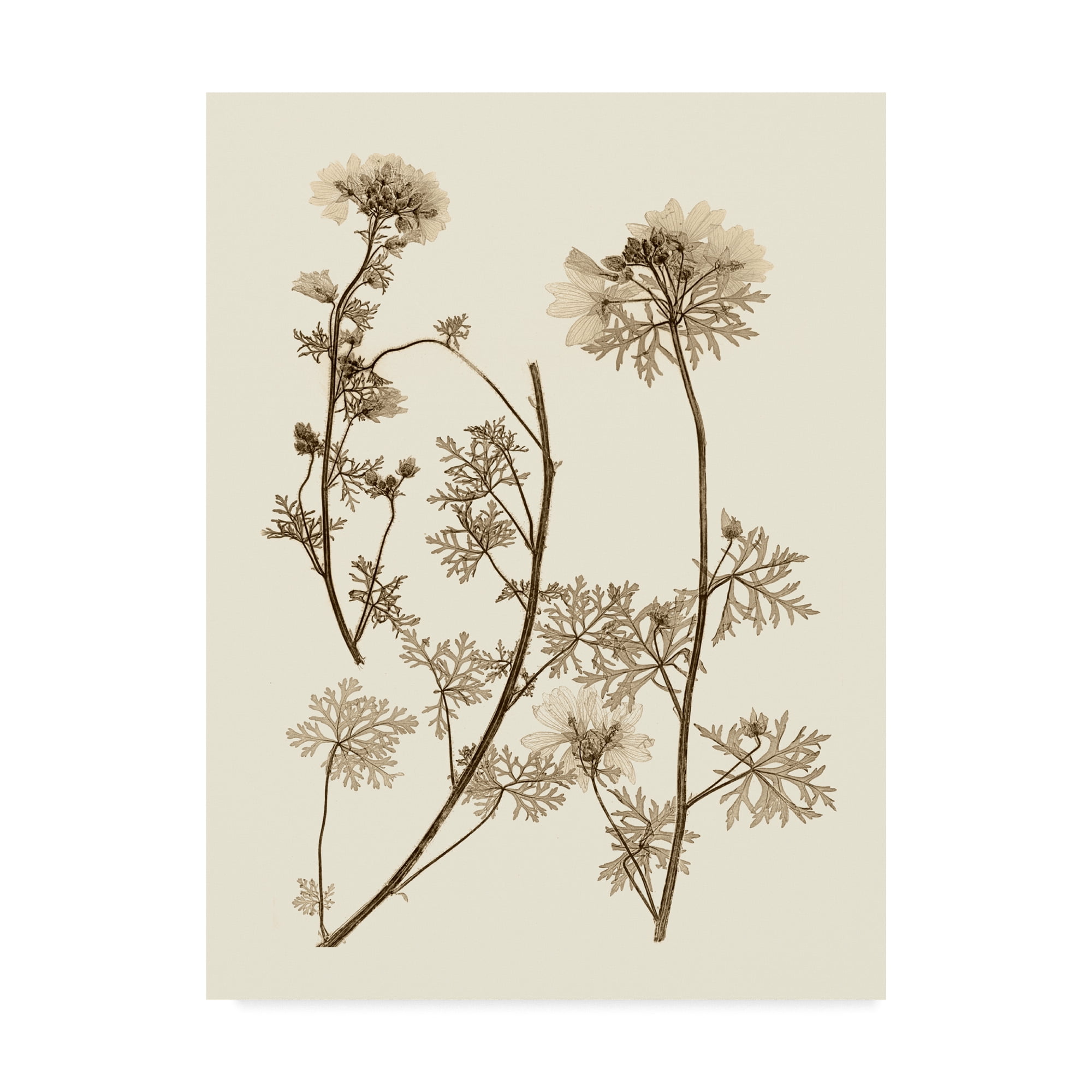 Trademark Fine Art 'Sepia Nature Study IV' Canvas Art by Vision Studio