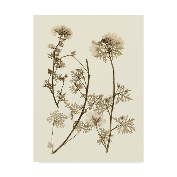 Trademark Fine Art 'Sepia Nature Study IV' Canvas Art by Vision Studio