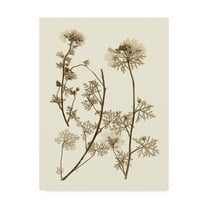 Trademark Fine Art 'Sepia Nature Study IV' Canvas Art by Vision Studio