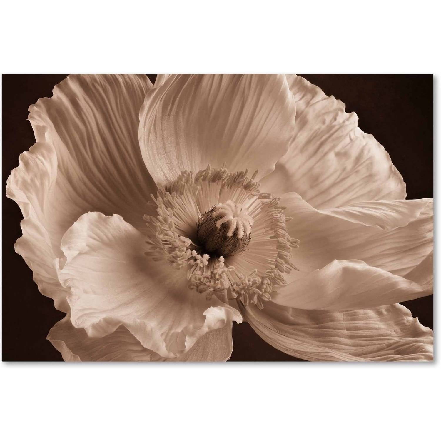 Trademark Fine Art 'Sepia Poppy I' Canvas Art by Cora Niele