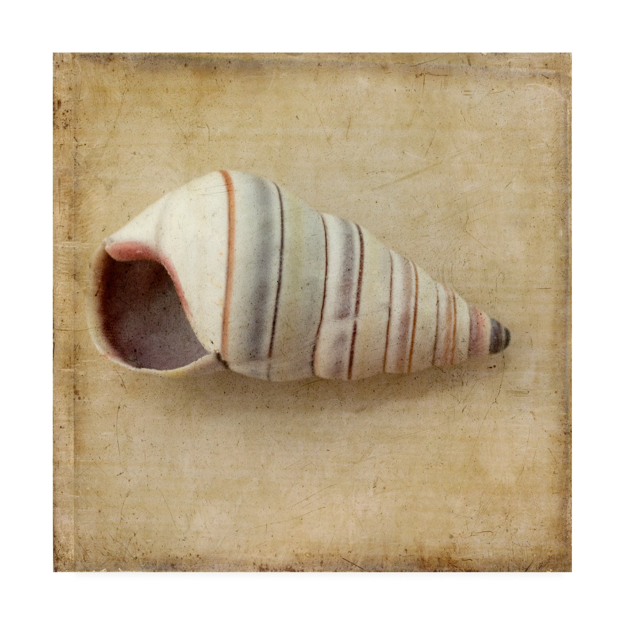 Trademark Fine Art 'Sepia Shell IV' Canvas Art by Judy Stalus