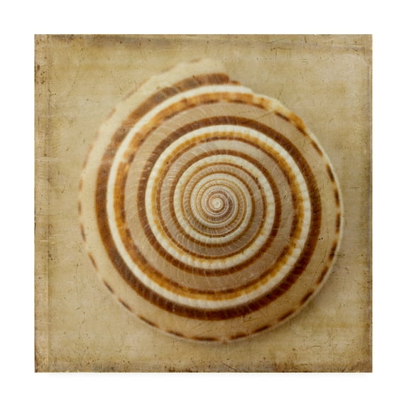 Trademark Fine Art 'Sepia Shell V' Canvas Art by Judy Stalus