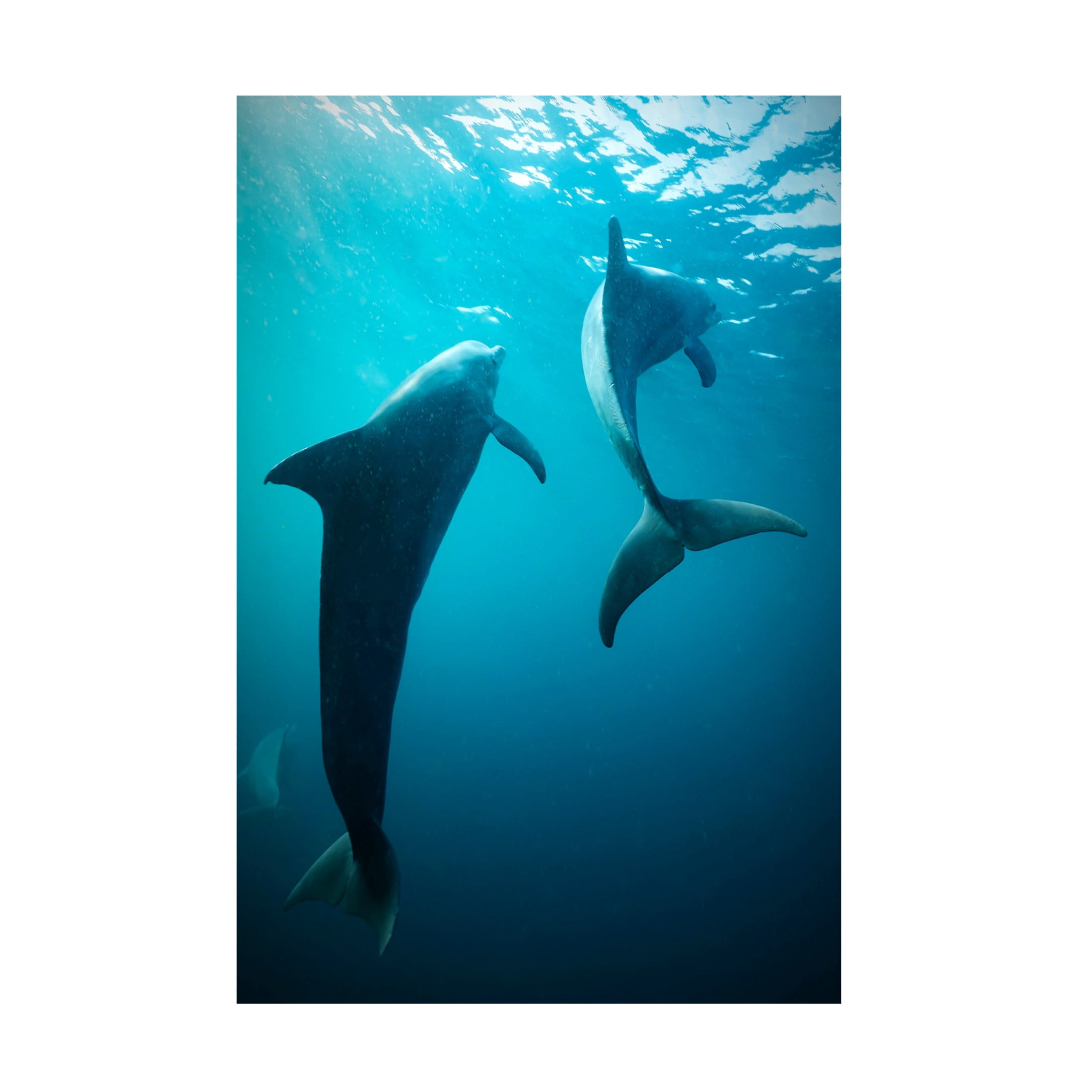 Trademark Fine Art Serge Melesan  Shapes of water Canvas Wall Art