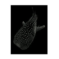 Trademark Fine Art Serge Melesan Spotted sea Canvas Wall Art