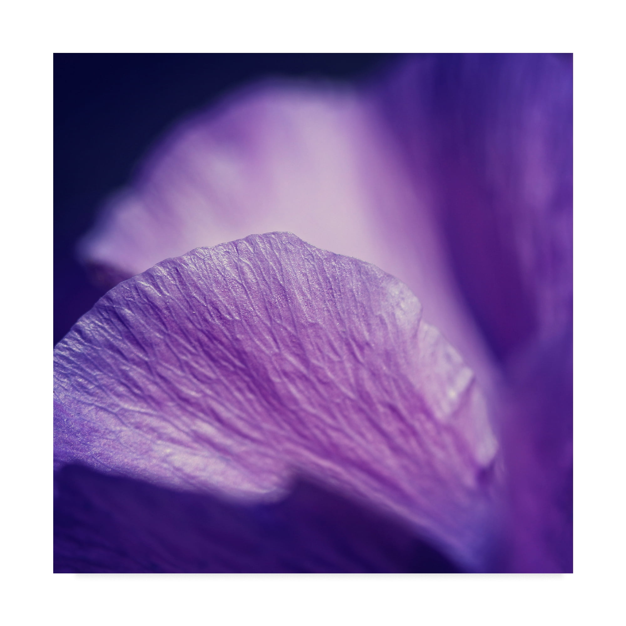 Trademark Fine Art 'Shades Of Purple' Canvas Art by Beata Czyzowska Young