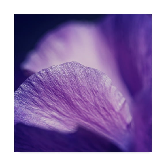 Trademark Fine Art 'Shades Of Purple' Canvas Art by Beata Czyzowska Young